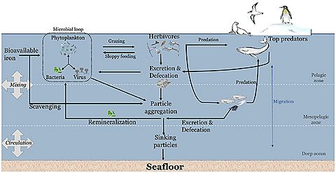 Role of marine animals in the cycling of iron in the Southern Ocean