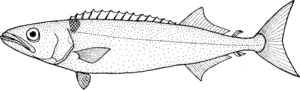 Ruvettus pretiosus (oilfish).png