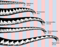Sauropod neck reconstructions