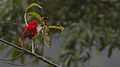 Scarlet Finch Khangchendzonga National park West Sikkim India 30.10.2015