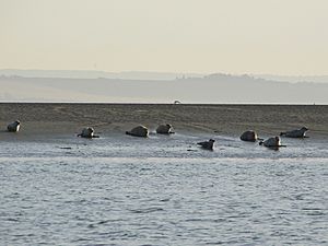 Seals off Southend