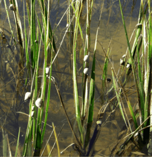 Snails eating fungus on cordgrass