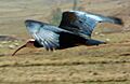 Southern Bald Ibis (Geronticus calvus) Flying, Lesotho, Sep 2008