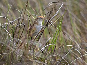 Spartonoica maluroides - Bay-capped Wren-Spinetail; Tavares, Rio Grande do Sul, Brazil.jpg