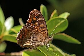 Speckled wood (Pararge aegeria aegeria) male underside