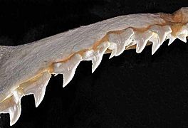 Sphyrna mokarran upper teeth