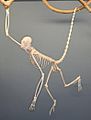 Spider Monkey Skeleton