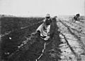 StateLibQld 1 179835 South Sea Islander woman planting sugar cane in a field