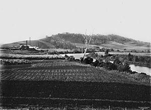 StateLibQld 1 41011 Beenleigh Rum Distillery near Beenleigh, Queensland, ca. 1912