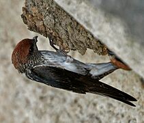 Streaked-throated Swallow (Hirundo fluvicola) building nest W2 IMG 2372