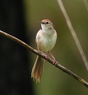 Tawny Grassbird Samcem.JPG