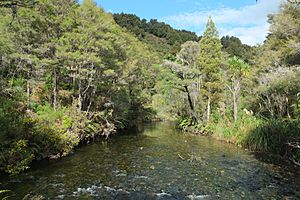 Te Waikoropupu River