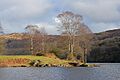The Shoreline, Lake Coniston - geograph.org.uk - 2287178