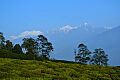 The Temi Tea Garden, Sikkim