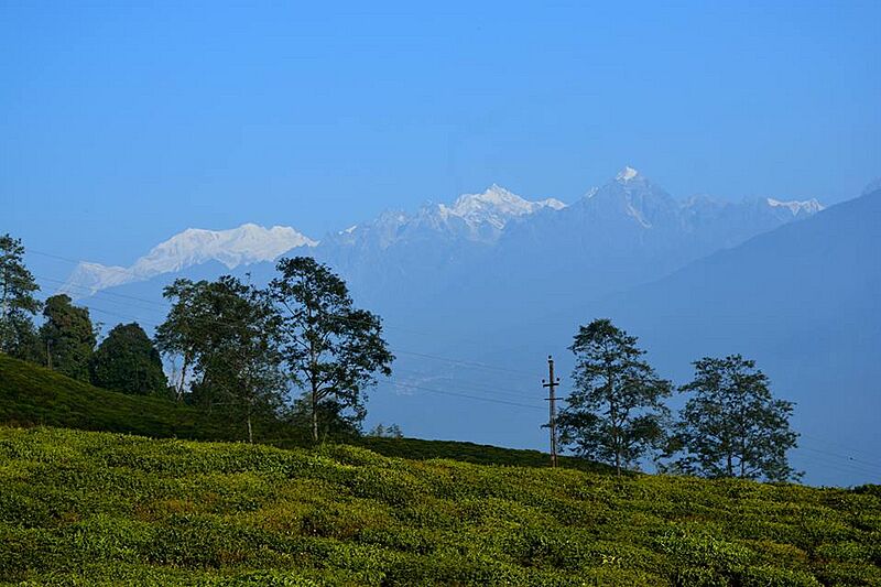 The Temi Tea Garden, Sikkim