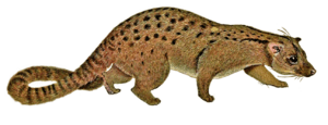 The carnivores of West Africa (Nandinia binotata white background).png