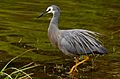 The white-faced heron (Egretta novaehollandiae) (35435370352)