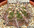 Thelocactus bicolor 1