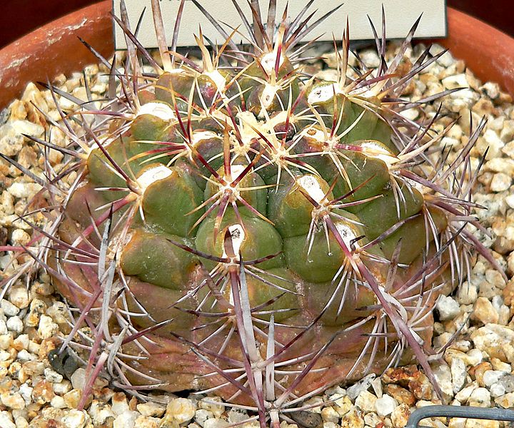 Thelocactus bicolor 1