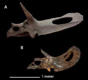 Torosaurus