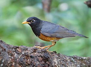 Turdus dissimilis male - Ang Khang.jpg