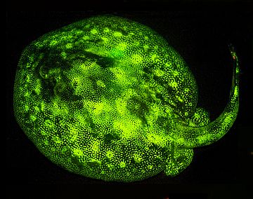 Urobatis jamaicensis biofluorescence