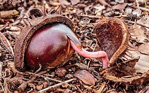 Vrucht van een paardenkastanje (Aesculus) 01-03-2024 (d.j.b.)