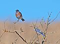 Western Bluebirds (Sialia mexicana) at Arastradero Preserve 2011-08-21