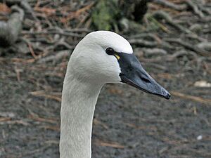 Whistling Swan RWD2