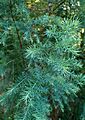 Widdringtonia schwarzii kz1