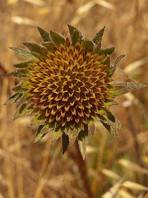 Wyethiaglabra.jpg