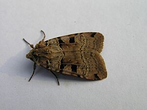 Xestia triangulum FvL