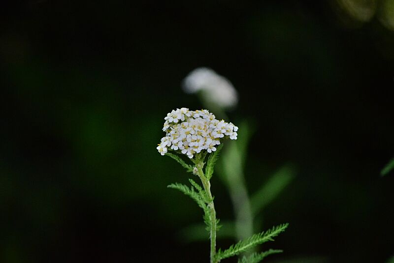 Yarrow dark background