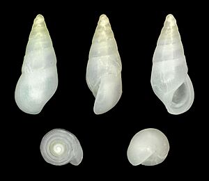 Zebina paivensis 01