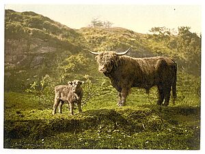 (Father and son (highland cattle)) (LOC) (16615444570)