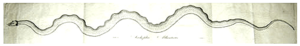 1817 serpent LinnaeanSociety Boston APS