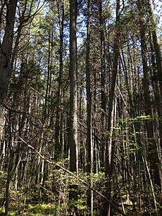 2013-05-10 11 04 57 A dense Atlantic White Cedar swamp along the Mount Misery Trail in Brendan T Byrne State Forest in New Jersey