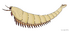 20211117 Alacaris mirabilis.png