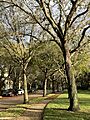 Abacoa sidewalk shaded by oak trees