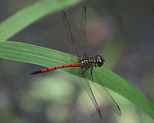 Agrionoptera insignis allogenes - Red Swampdragon.jpg