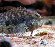 Algae blenny