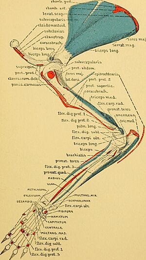 Anatomy of the wood rat; comparative anatomy of the subgenera of the American wood rat (genus Neotoma) (1926) (17574198873)
