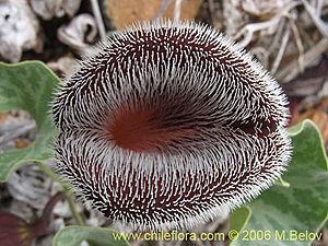 Aristolochia chilensis 2