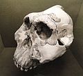 Australophithecus boisei (cast), Olduvai Gorge - Springfield Science Museum - Springfield, MA - DSC03368