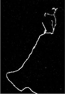 Axon two photon