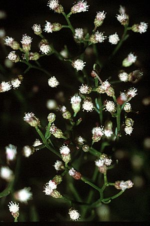 Baccharis angustifolia.jpg