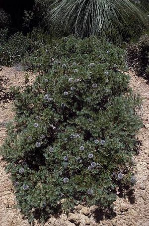 Banksia micrantha.jpg
