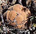 Banksia violacea 4 email