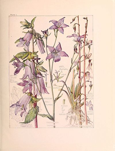 Bell-flowers-Harriet-Adams