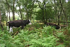 Bickerton woods cows